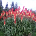 Red hot poker flowers, Lake Tekapo
