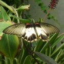 More butterflies