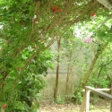 Pohutukawa tree, Butterfly & Orchid Garden