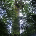600 year old Kauri tree