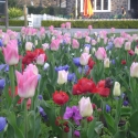 Tulips in Botanical Gardens, Christchurch