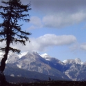 tree-on-vogel-mountain-top-bohinj-slovenia