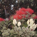 Pohutuakawa flower (Christmas Tree)