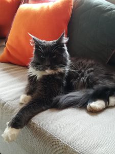 Maggie the Maine Coon Cat