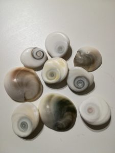 Turban shell operculums