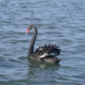 Beautiful black swan, Rotorua Lake