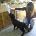 Feeding the little black lamb