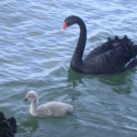Black swan and its cygnet