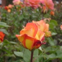 Roses in Rose Garden, Botanical Gardens