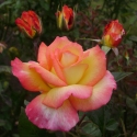 Roses in Rose Garden