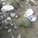 Broken kina shells