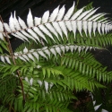 The illuminous silver fern