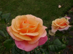 Roses in Botanical Gardens, Wellington