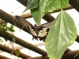 Butterfly in Butterfly & Orchid Garden, Thames, Coromandel, NZ