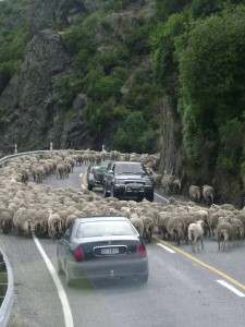 More sheep outside of Queenstown