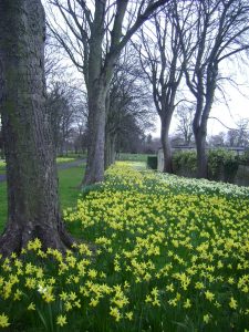 Victoria Park daffodils
