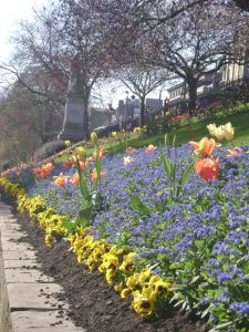 Flowers in Princes St. Gardens, Edinburgh