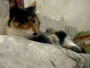 Cat in Dubrovnik